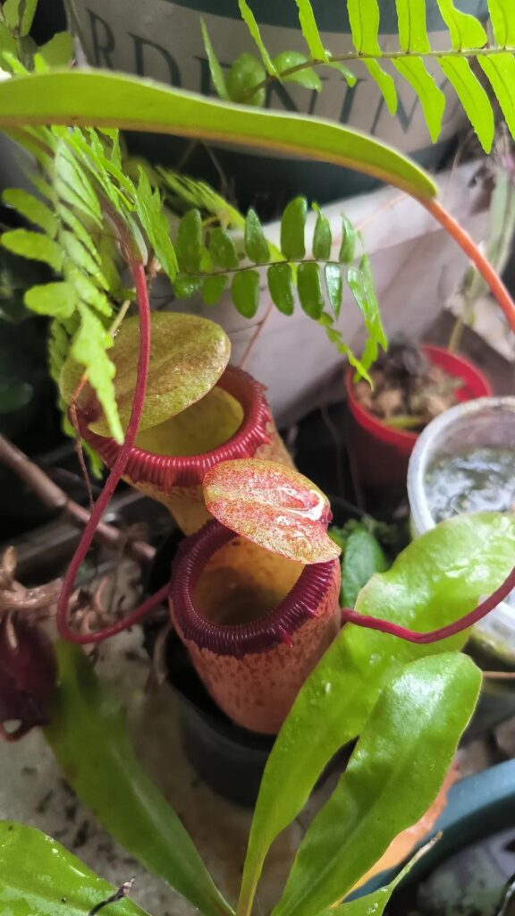Two little squat ventricosa x sibuyensis pitcher at outdoor conditions