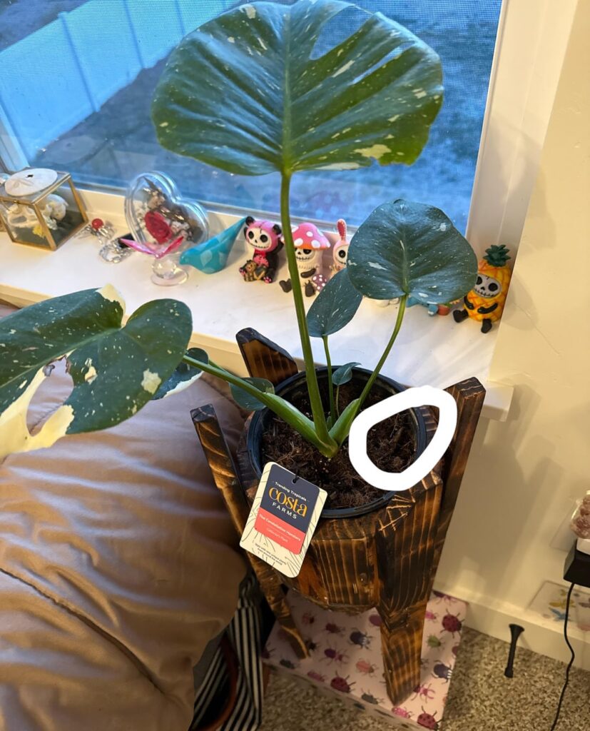 Which part do I attach to moss pole??