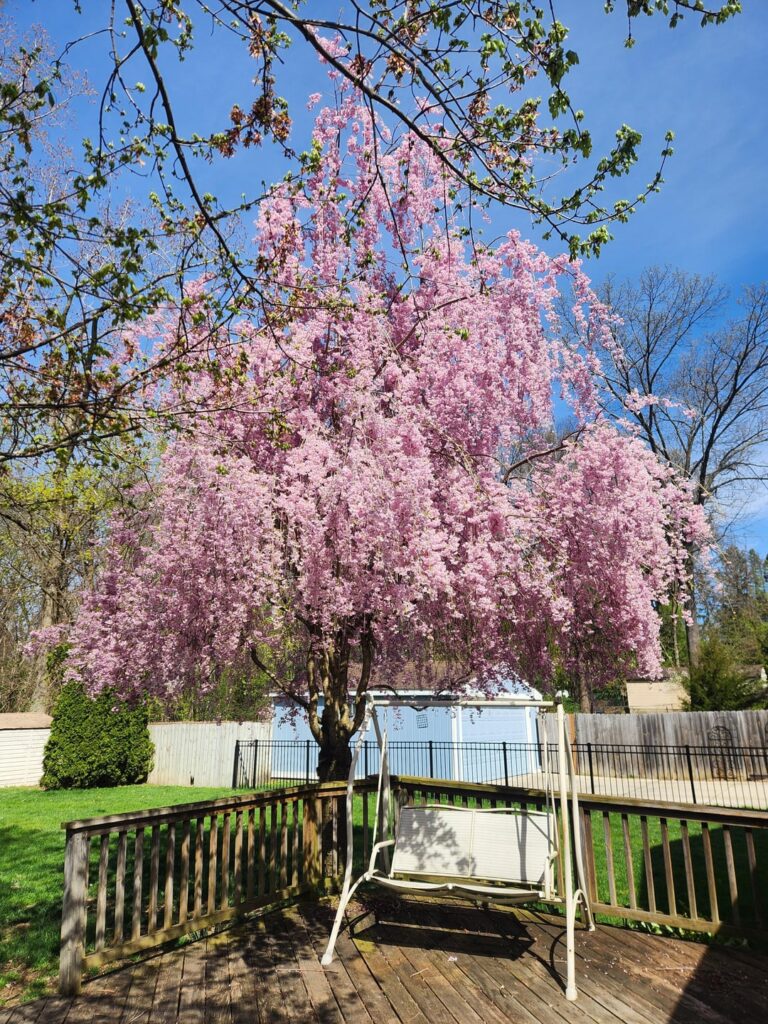Why didn’t my weeping cherry tree bloom this year? Why didn't my weeping cherry tree bloom this year?
