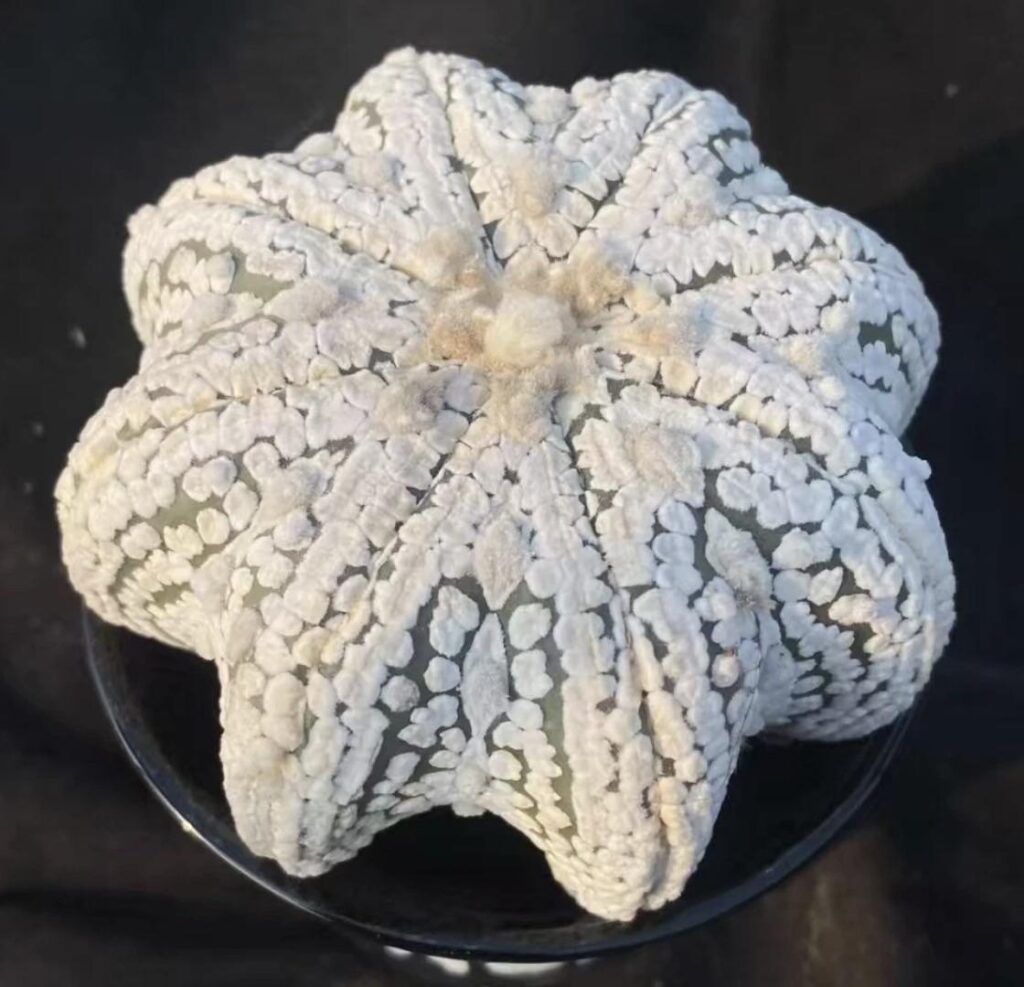 Star Astrophytum