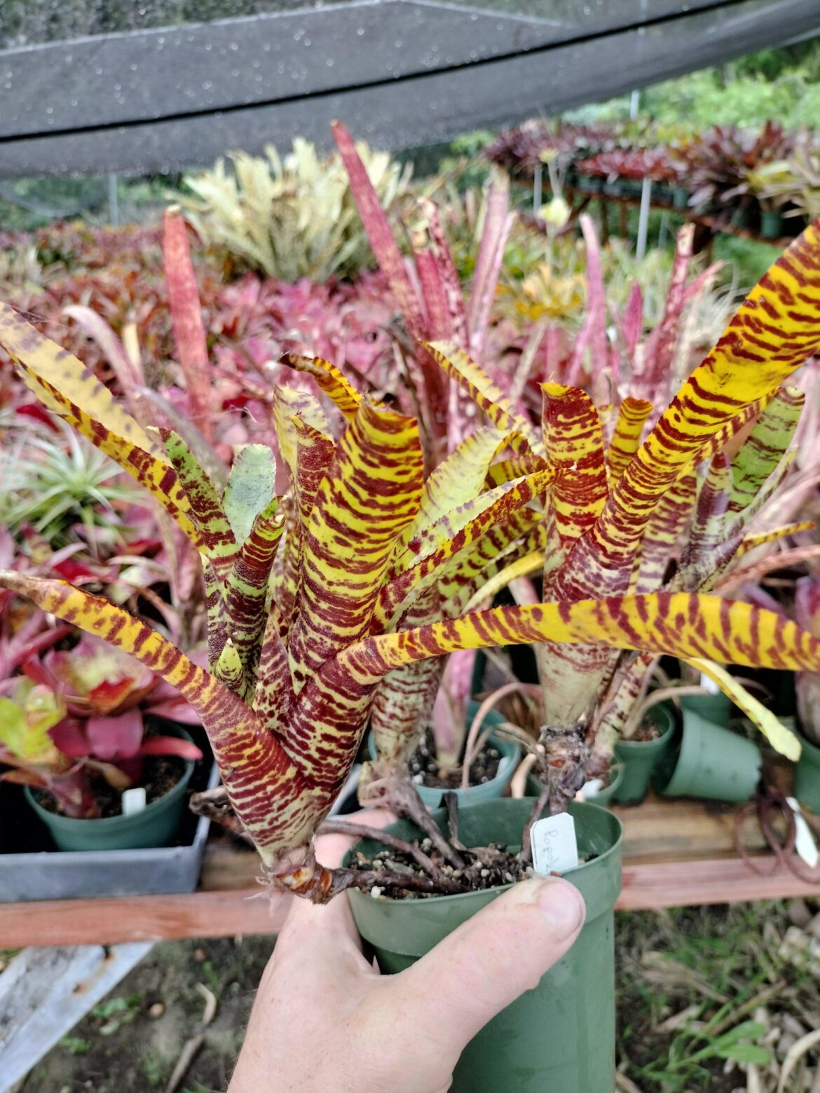 Favorite bromeliad species / cultivars ?