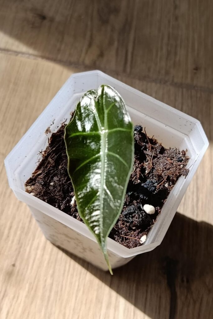 My first baby corm gave out a leaf
