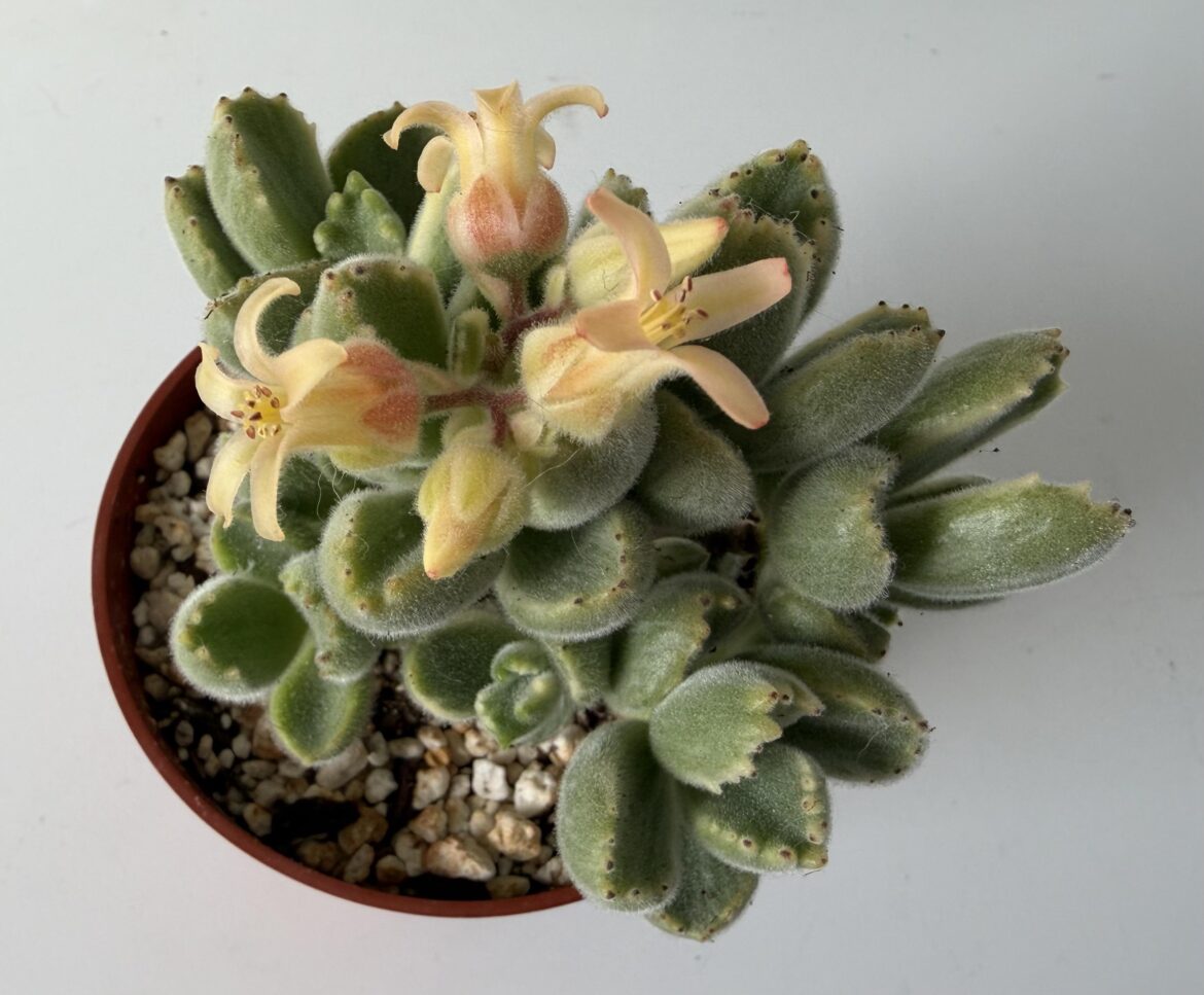 Flowering bear paw.