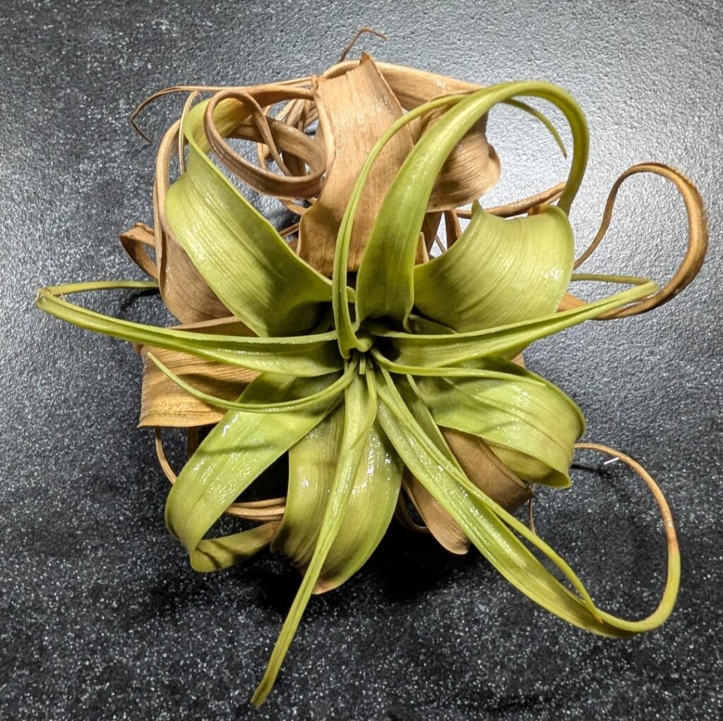 Neglected plant, can I save it?
