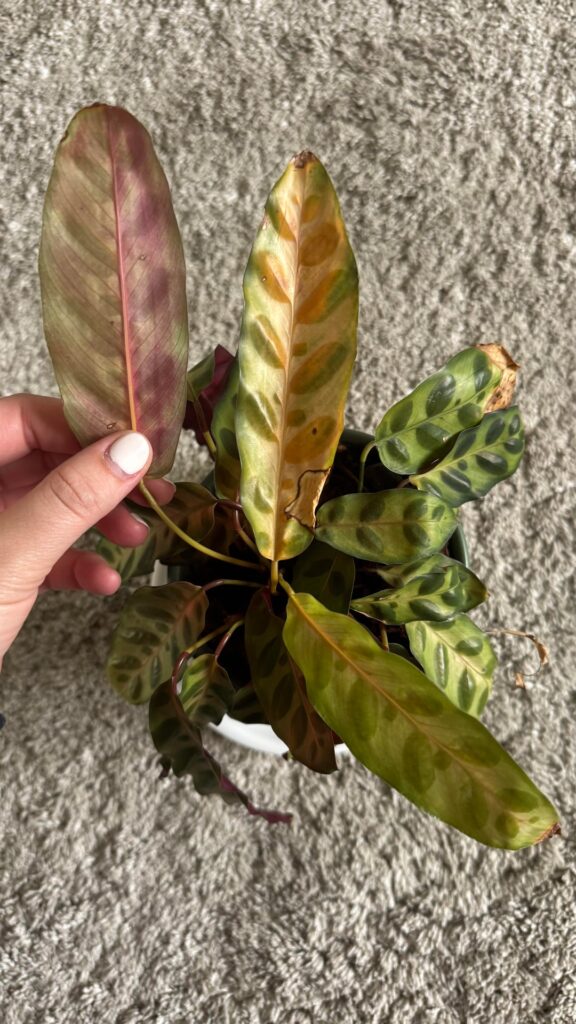please help 🙏top leaves losing color and yellowing please help 🙏top leaves losing color and yellowing