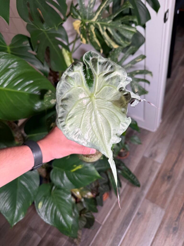 New Venom leaves
