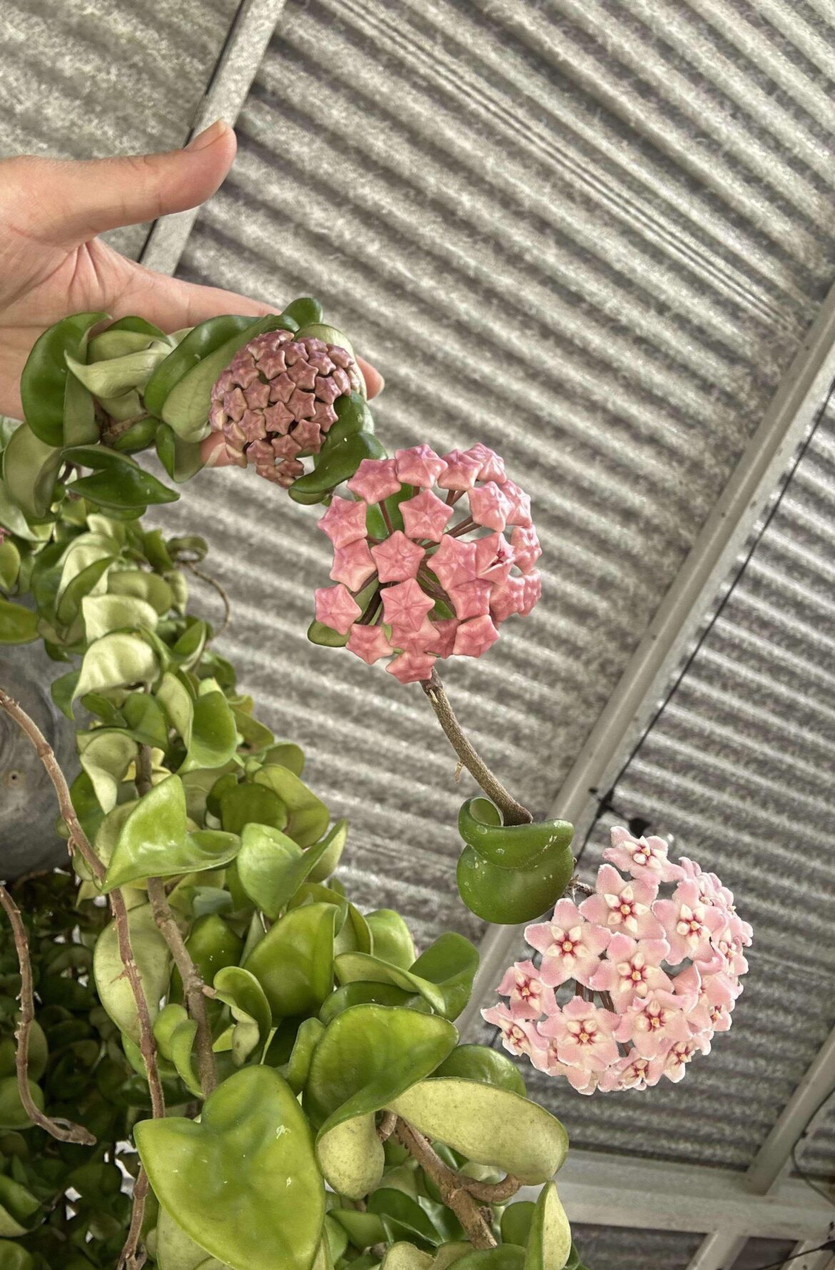 3 stages of inflorescence on 1 branch