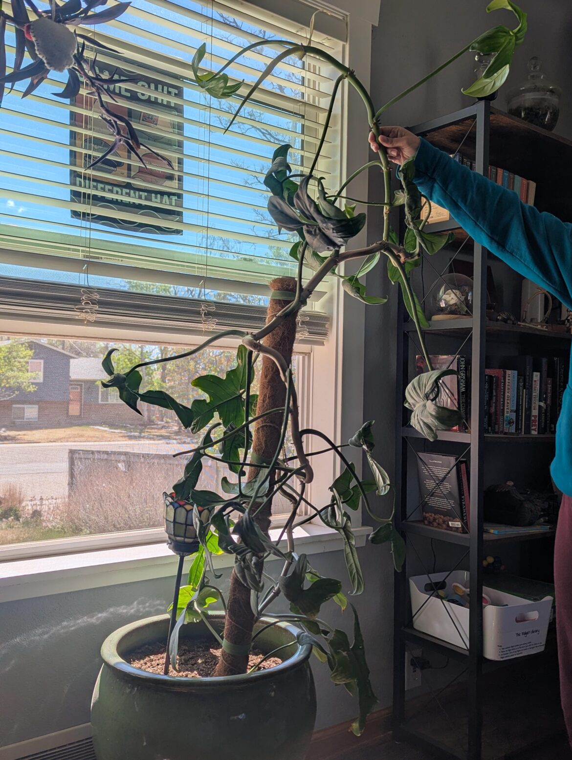 How to support my absolute unit of Golden Violin Philodendron? How to support my absolute unit of Golden Violin Philodendron?