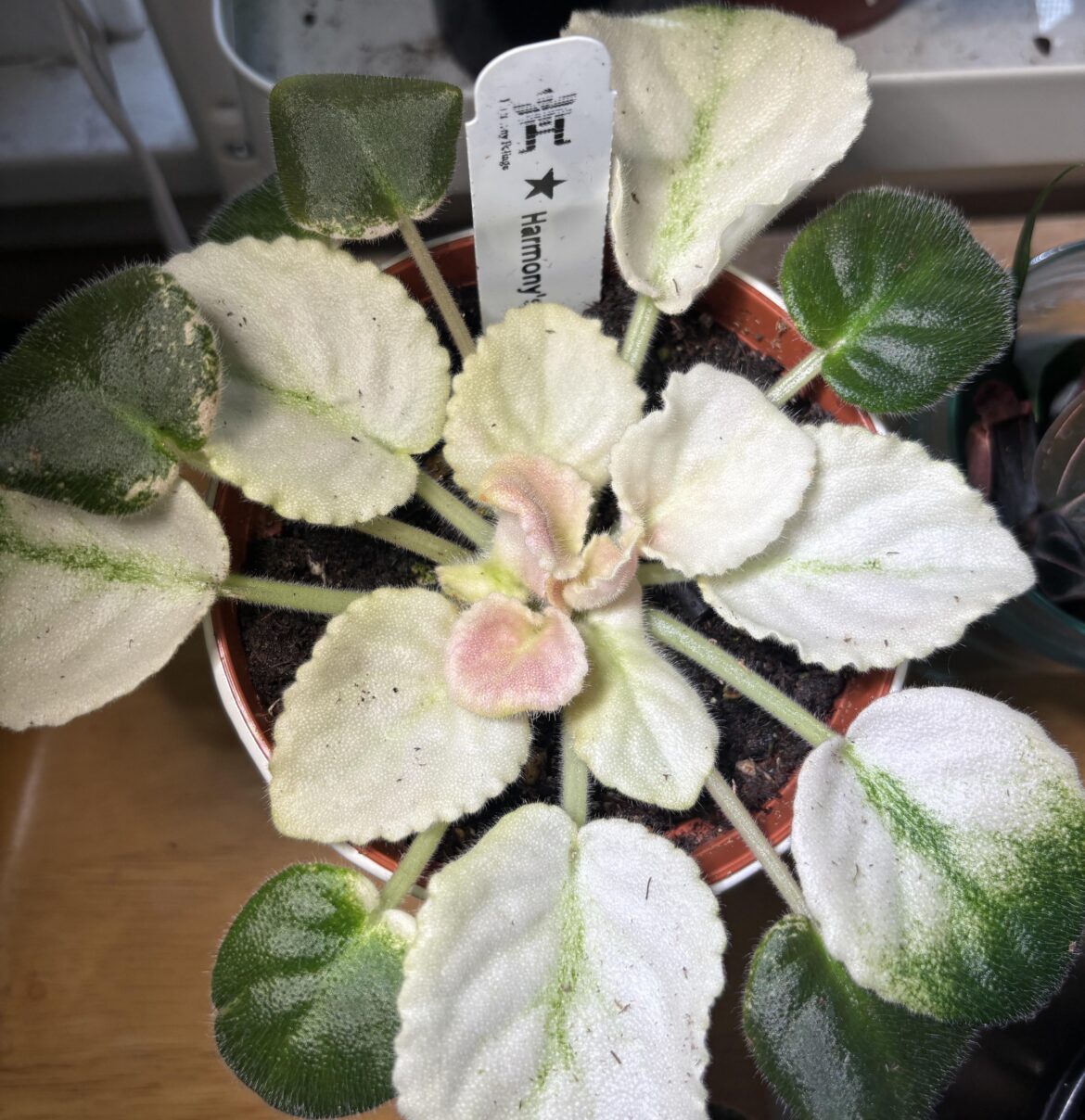 Mites or just new growth?