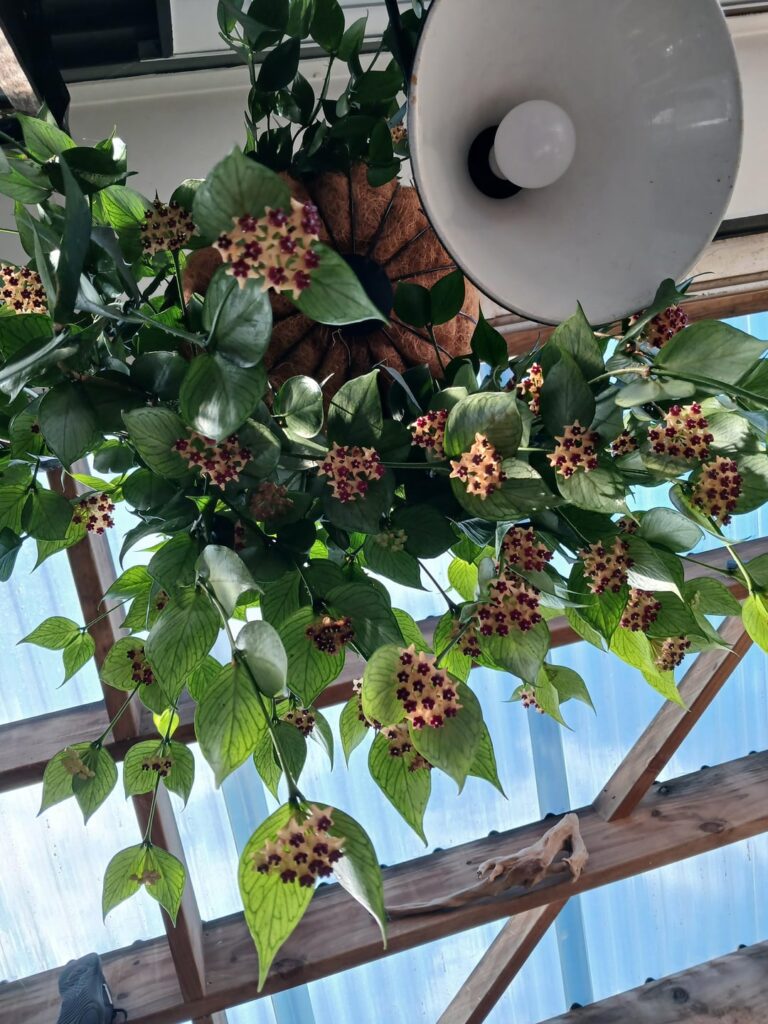 My Hoya Polyneura in full bloom Taranaki New Zealand 🪴