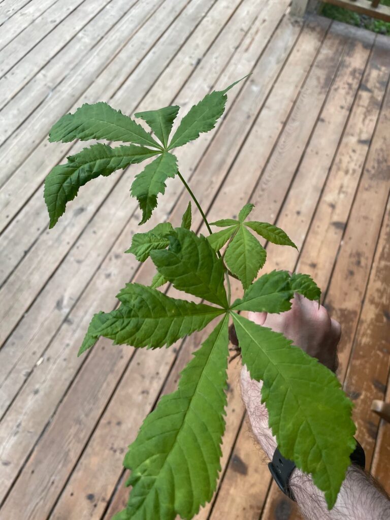 What plant is this? Pacific Northwest What plant is this? Pacific Northwest