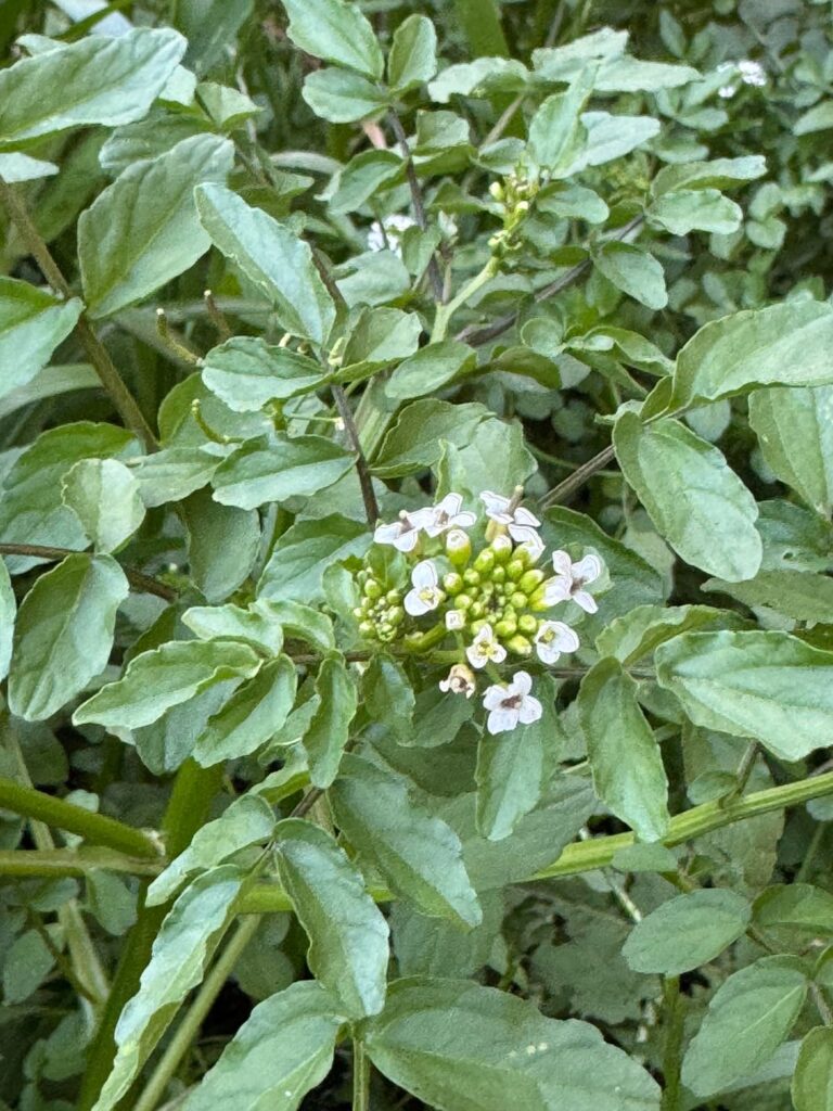 What is this?