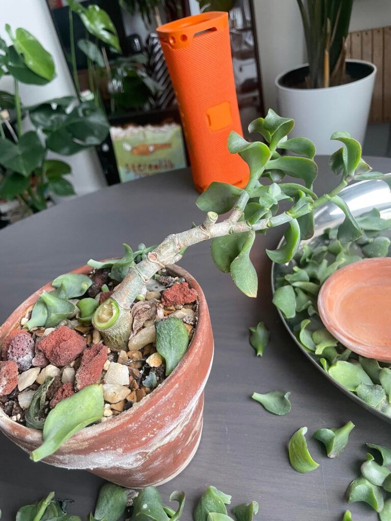 Succulent death Succulent death