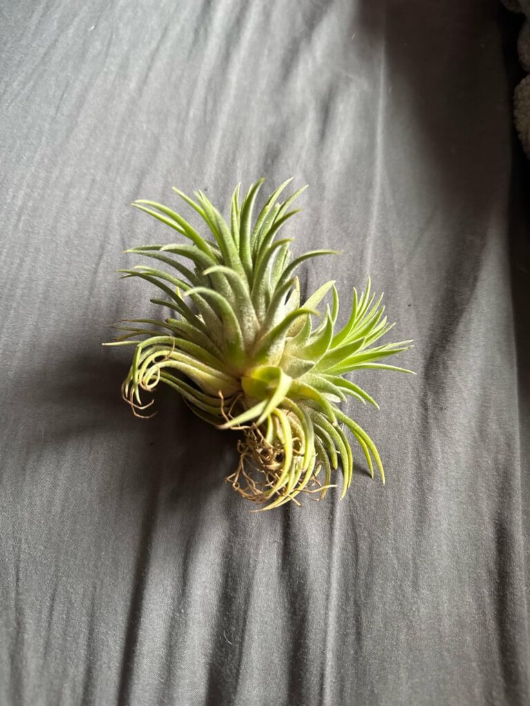 Is this pup ready to come off of its parent plant? Is this pup ready to come off of its parent plant?