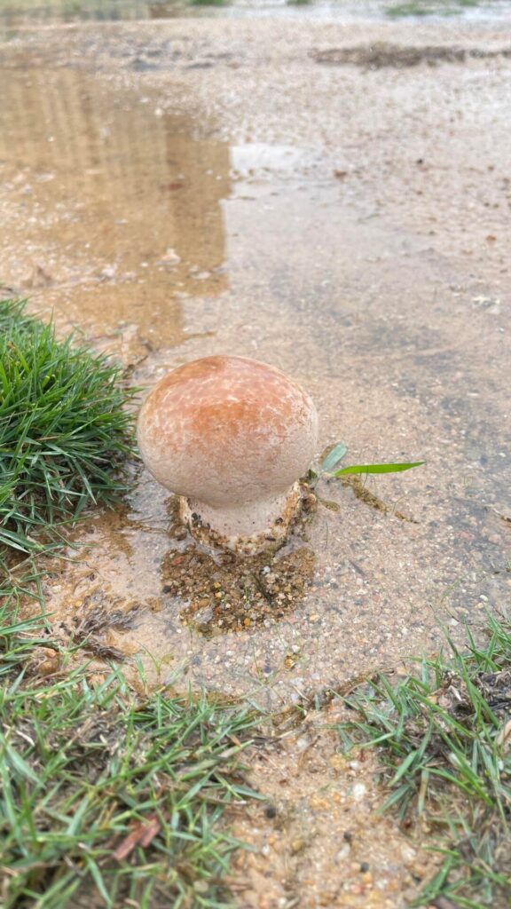 Came across this unknown fungus