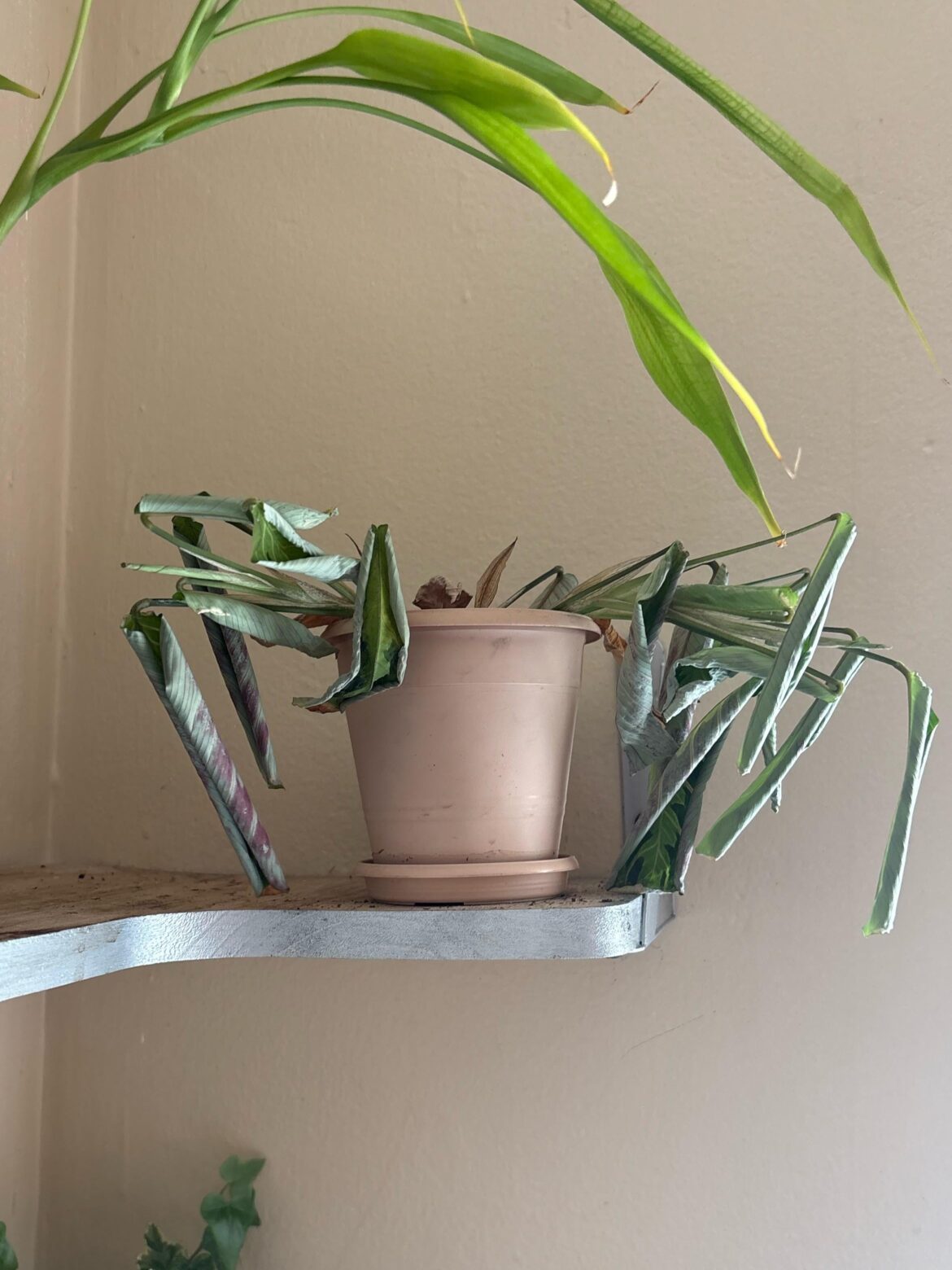 Prayer plant died overnight