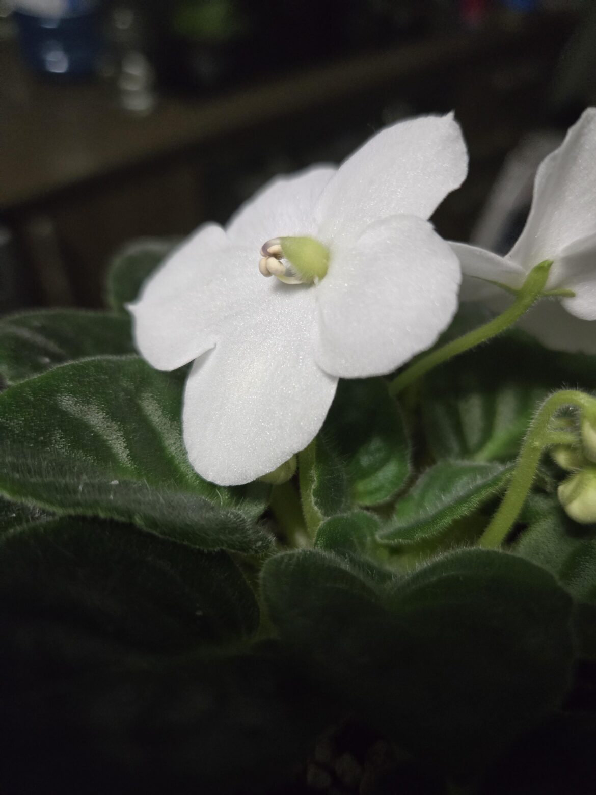 Anyone know what this growth is?