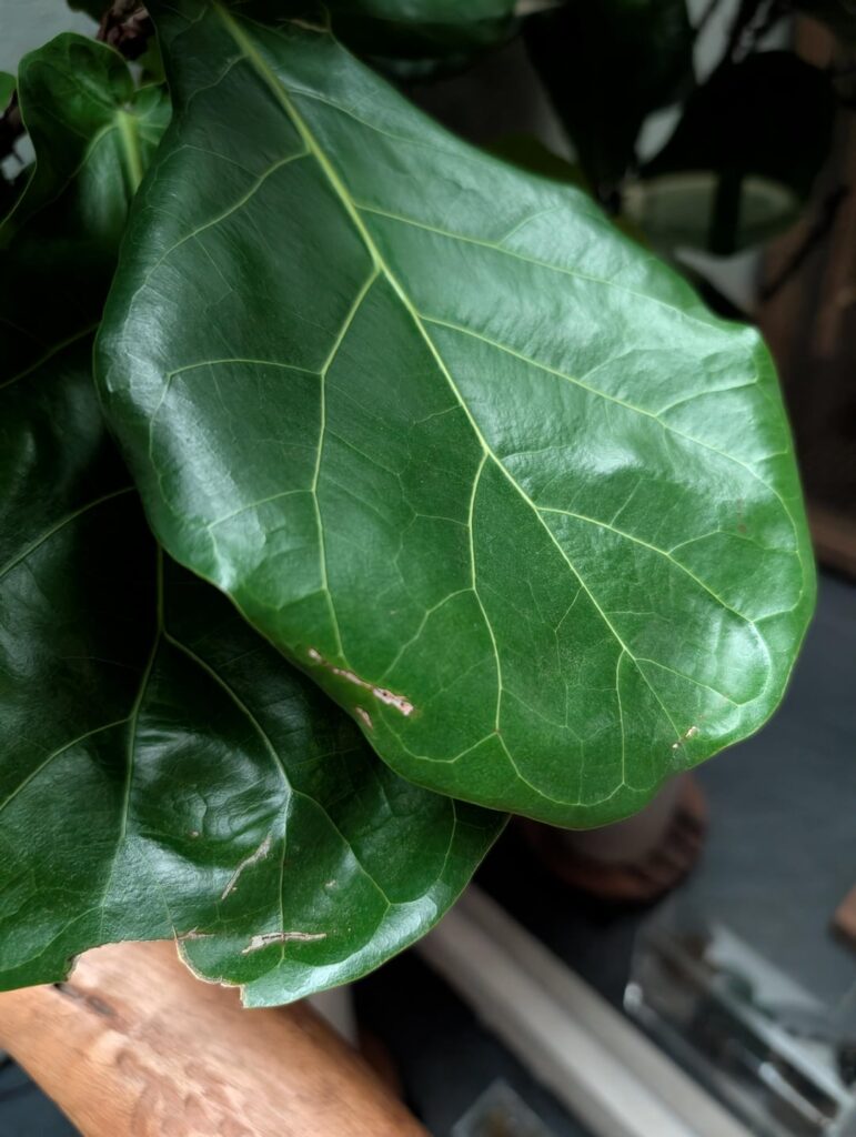 Does anyone's fiddle leaf fig have no mechanical damage on leaves?