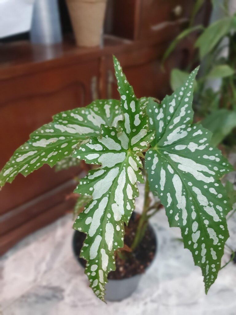 ID please?? Found this Begonia inbetween some Wightii, its also labeled as one but what is it? ID please?? Found this Begonia inbetween some Wightii, its also labeled as one but what is it?