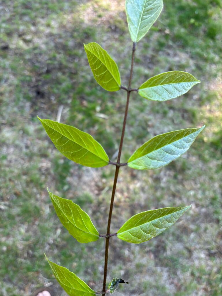 Viney perennial plant that I hate