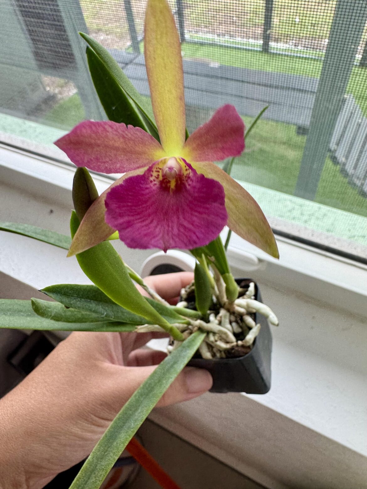 New Bloom
