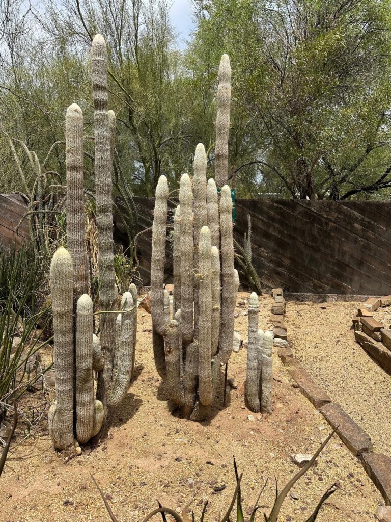 espostoa-nana