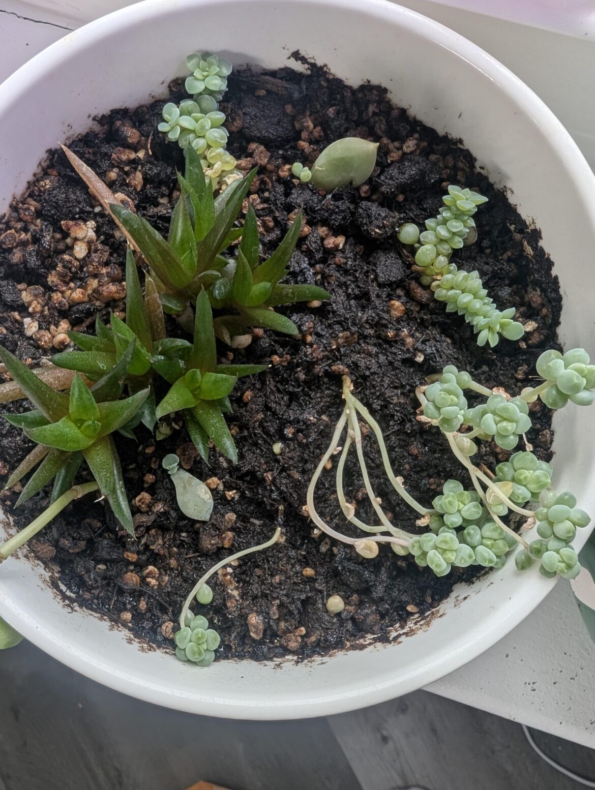 I started growing these props at least 2 years ago, why such tiny leaves??