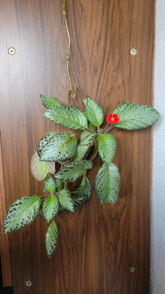 I’m so happy this guy bloomed!! I'm so happy this guy bloomed!!