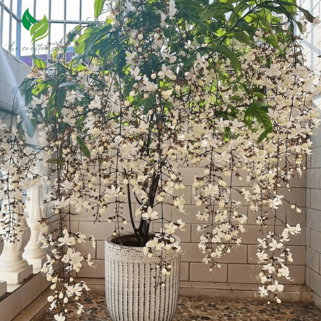 Does anyone else have Clerodendrum wallichii?