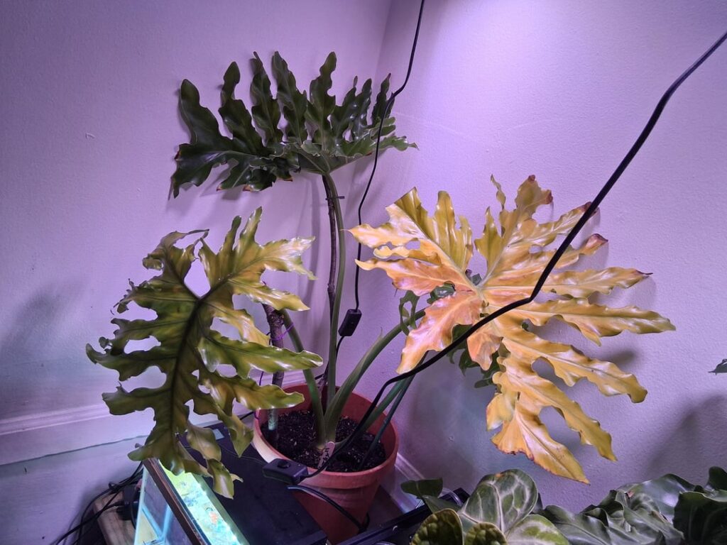 What could be wrong and can it be saved?