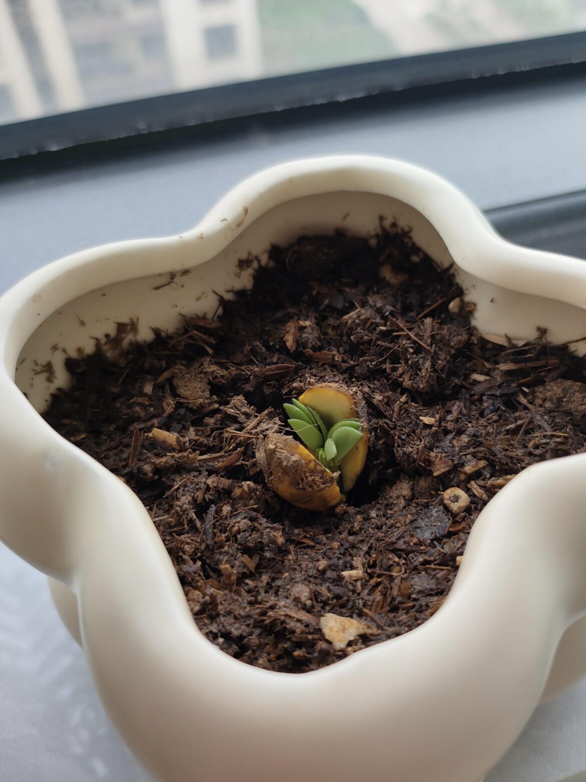 Who knew a leftover peanut could turn into this?Anyone else grown something unexpected?
