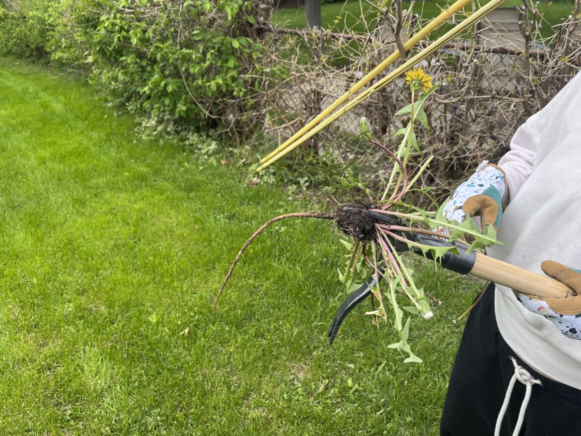 Just Another Day with Grampa’s Weeder