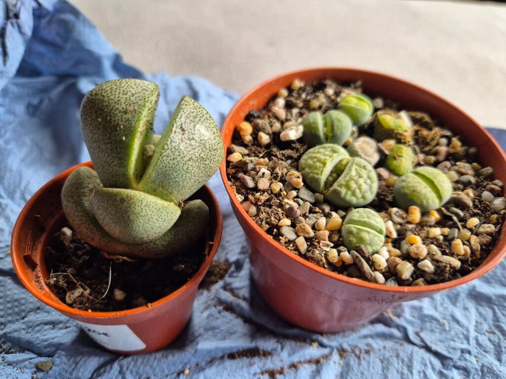 Repot or not?