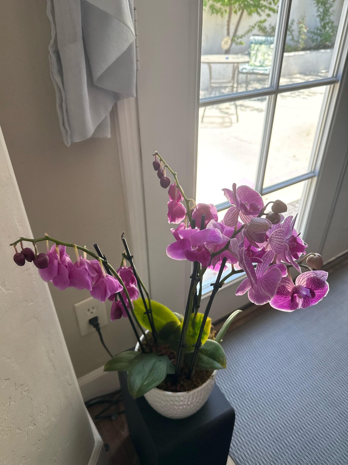 Mothers Day orchids Mothers Day orchids