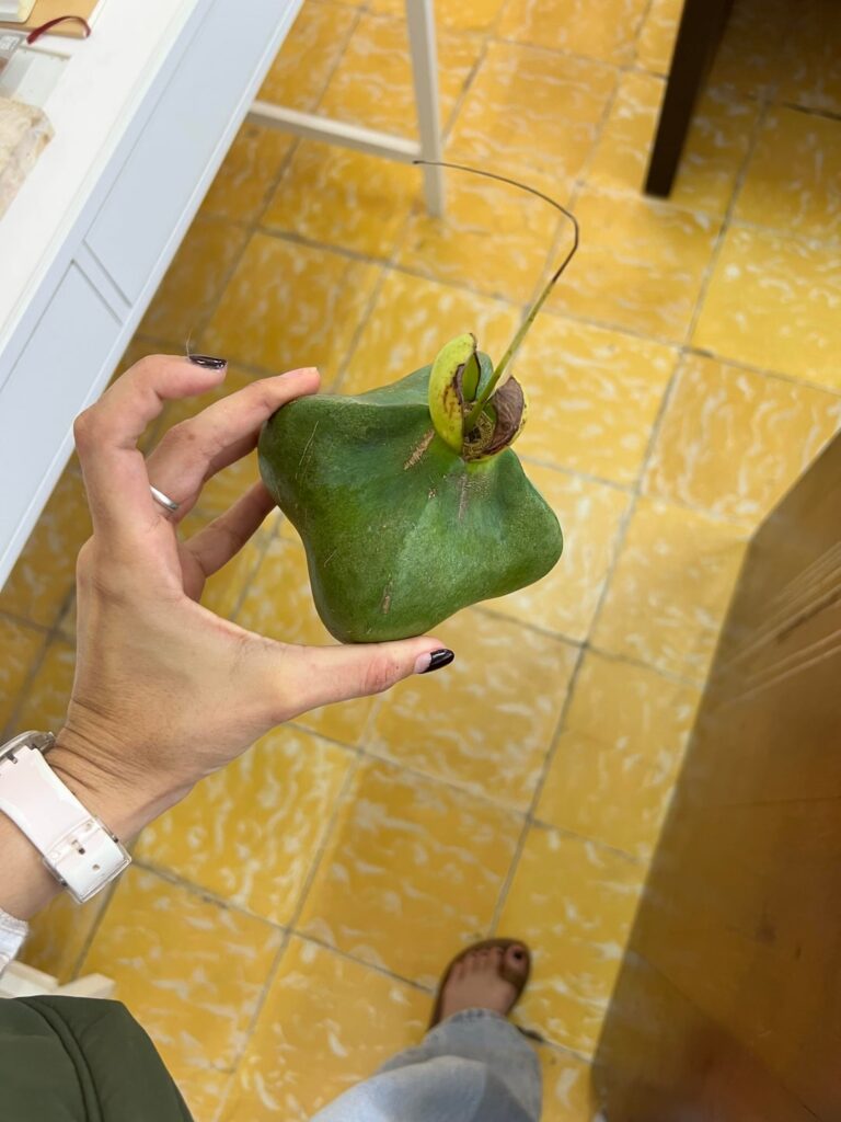What is this fruit. Found in Dominican Republic
