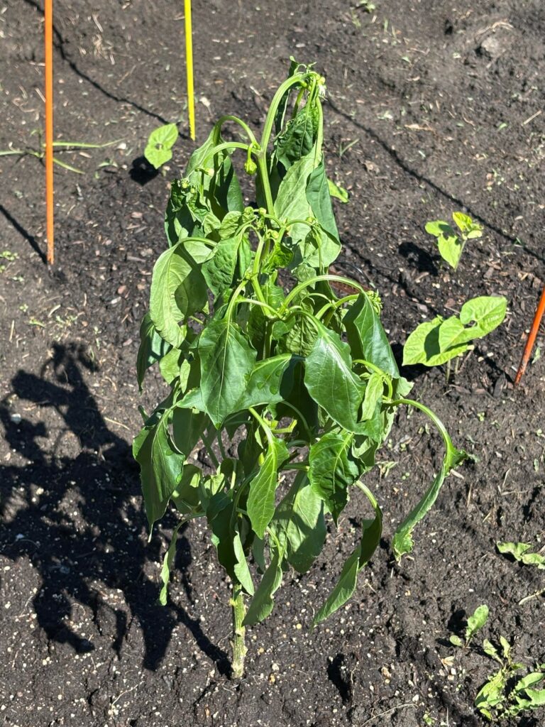 Pepper plant is so sad! Help!