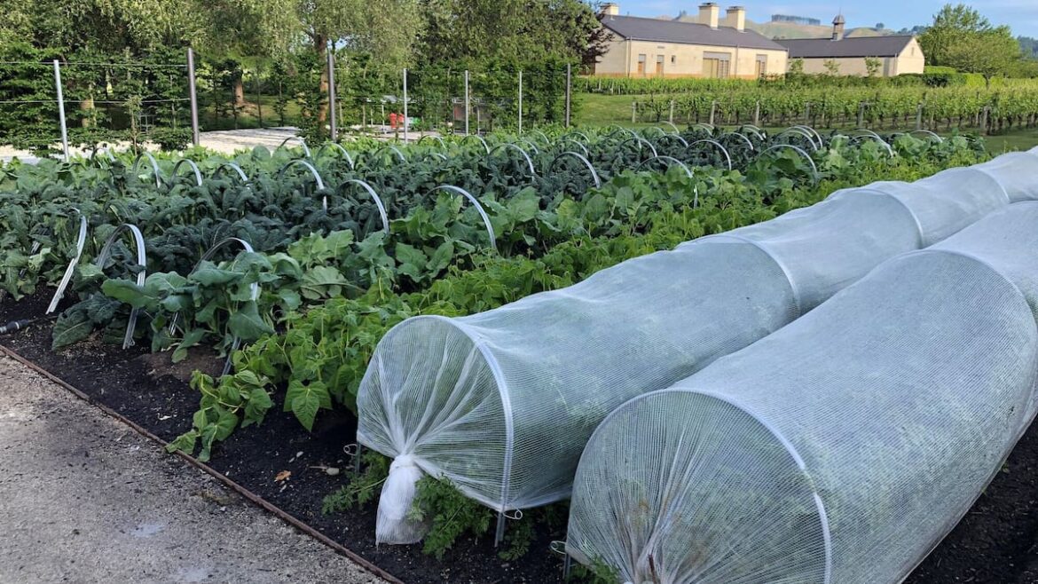 Gardening: Grow your own groceries - Gareth Carter