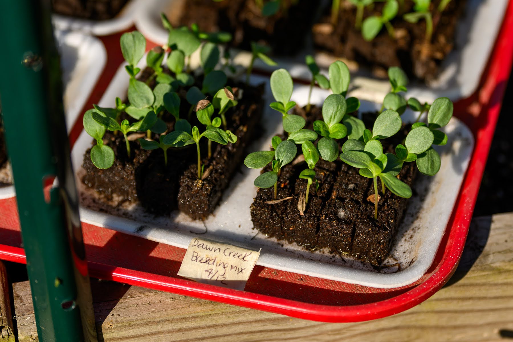 Seedlings growing in small soil blocks on a red tray, with a handwritten label reading "Dawn Creek Breeding mix 3/13" placed in front.