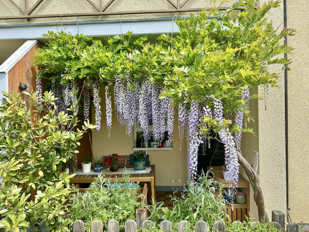 After 4 years of patience my wisteria is having it‘s first proper bloom