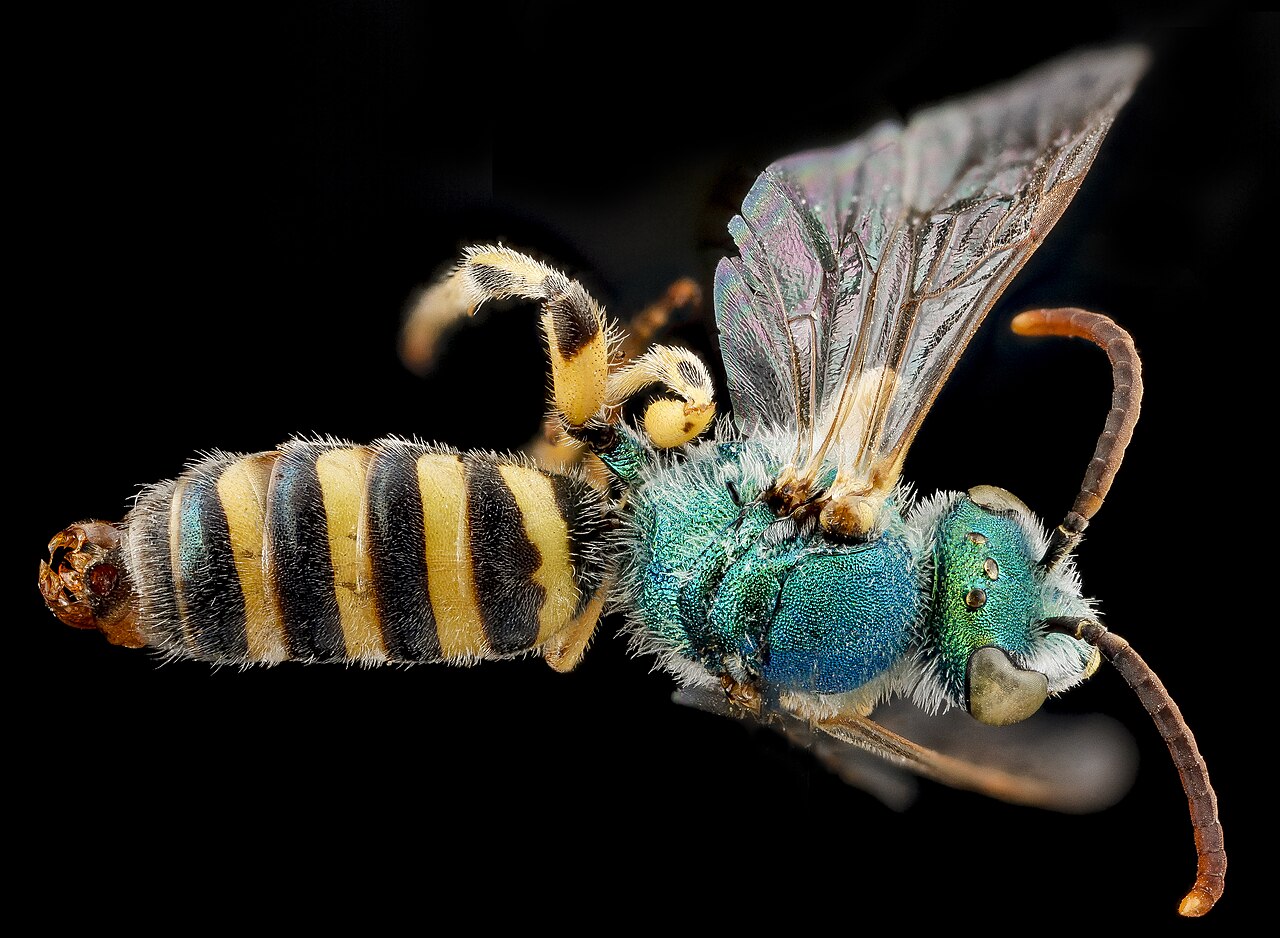 A bee with a metallic green iridescent face and upper thorax with three metallic golden dots on the back of its head.