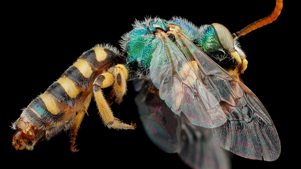 What a garden of bees can teach us about biodiversity – @theU What a garden of bees can teach us about biodiversity – @theU