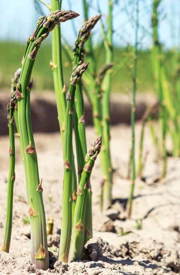 Growing asparagus Growing asparagus