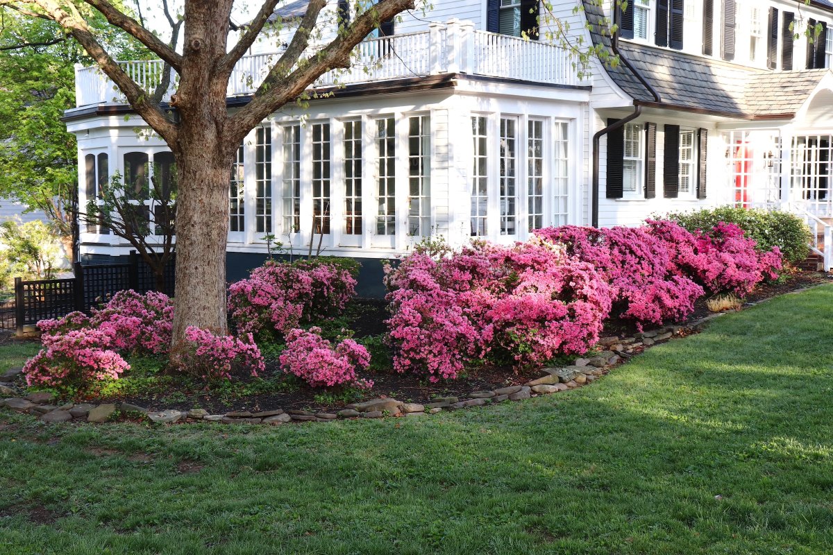 Azaleas Around a Window Filled House