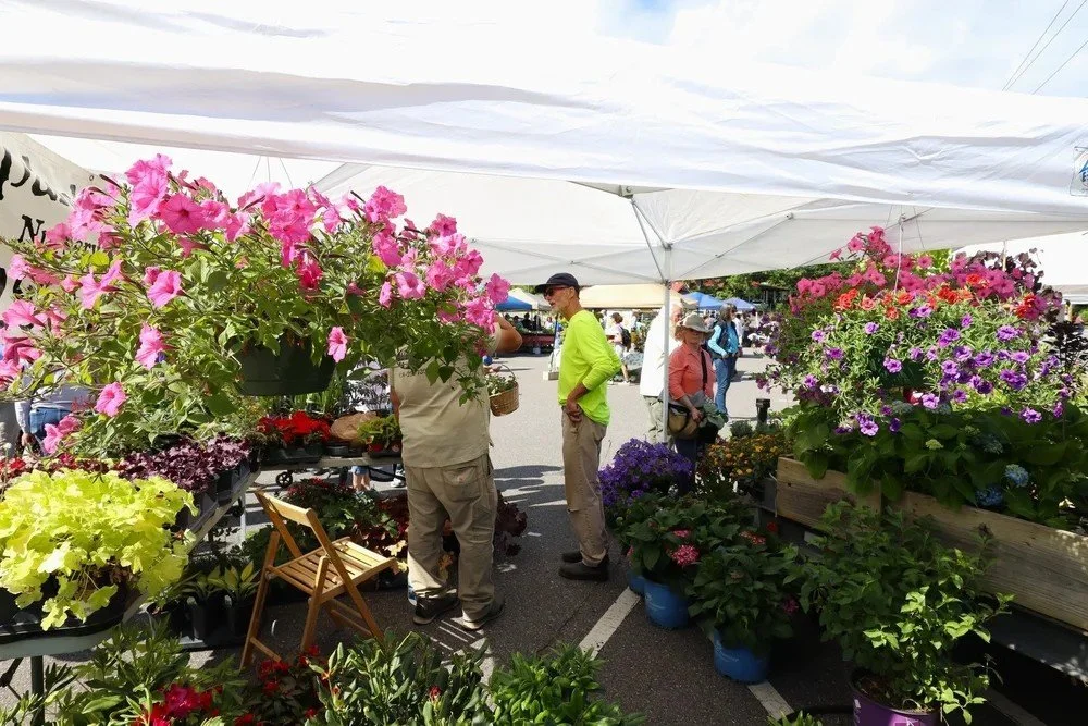 Black Mountain Beautification Committee Garden Sale springs anew — The Valley Echo Black Mountain Beautification Committee Garden Sale springs anew — The Valley Echo