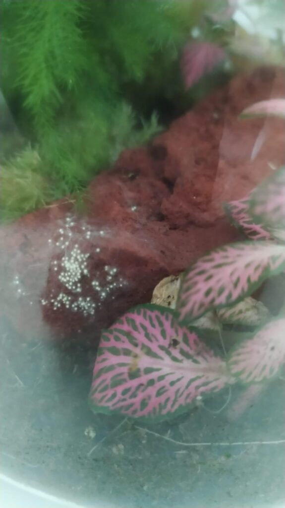 What are these little dots in my rock, and should I be concerned?