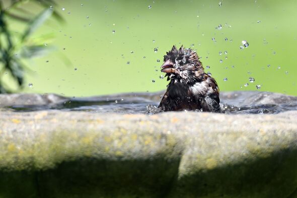 Bird in birdbath Bird in birdbath