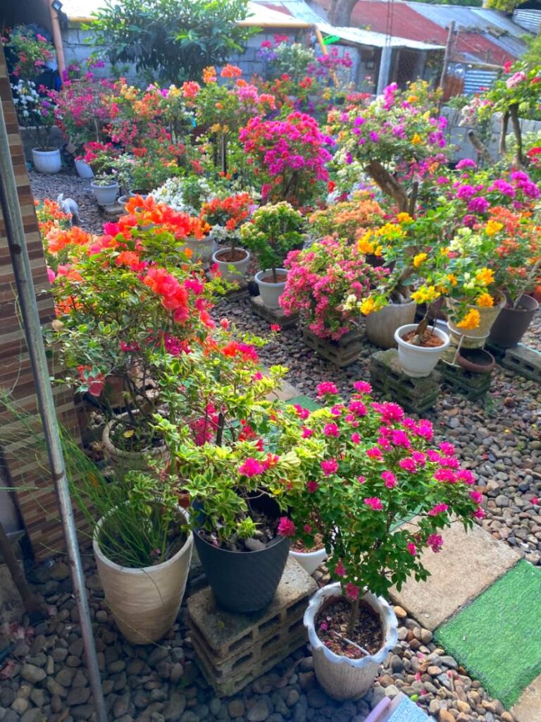Bougainvillea, my sunshine on a sunny day.