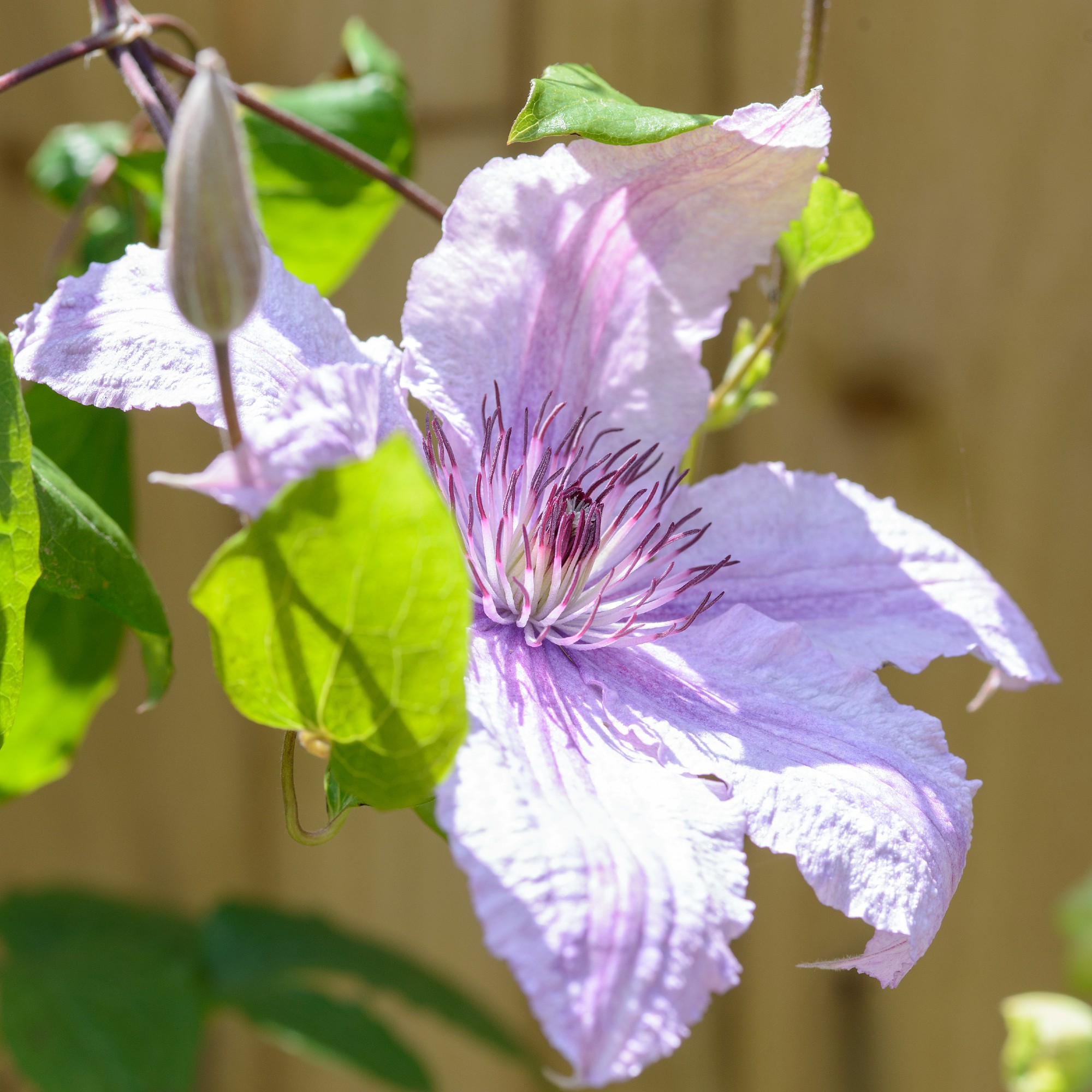 Purple clematis flower growing in front of wooden fence