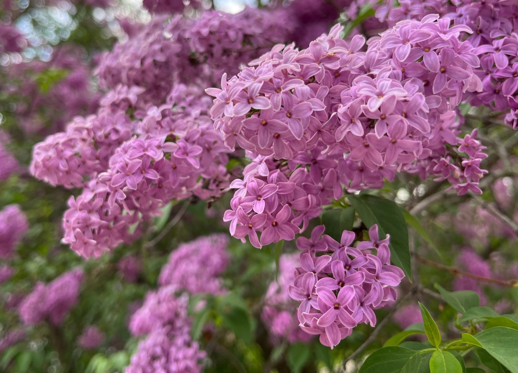 Prune lilacs soon after boom Prune lilacs soon after boom