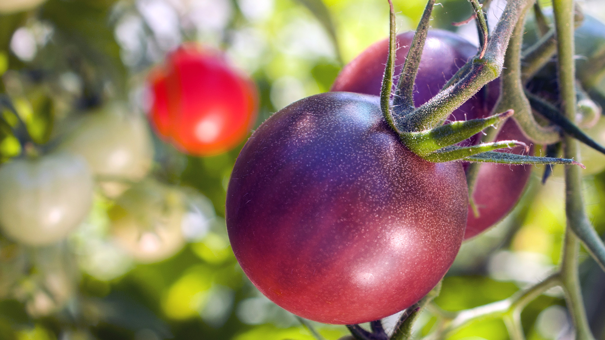 Cherokee Purple tomato